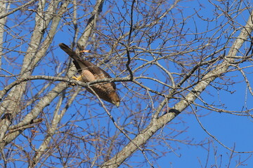 Red shouldered hawk inflight towards prey in bare limbs against blue sky. 