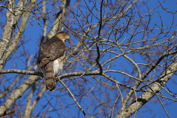 Red shouldered hawk perched among bare limbs against a blue sky. 