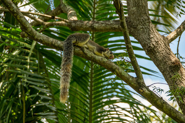 Discover the Grizzled Giant Squirrel (Ratufa macroura) in Sri Lanka: Rare Wildlife, Unique Habitats, and Biodiversity Adventures