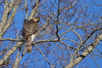 Red shouldered hawk perched among bare limbs against a blue sky. 