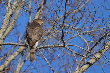 Red shouldered hawk perched among bare limbs against a blue sky. 