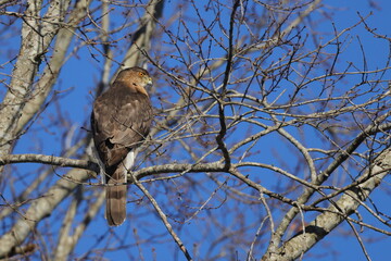Red shouldered hawk perched among bare limbs against a blue sky. 