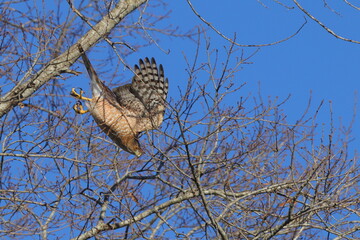 Red shouldered hawk inflight pursuing prey among bare limbs against blue sky. 