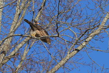 Red shouldered hawk inflight pursuing prey among bare limbs against blue sky. 