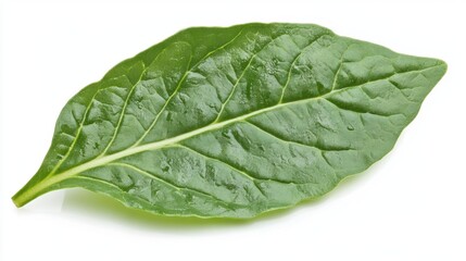 Obraz premium Fresh Green Leaf with Textured Surface on Bright Background