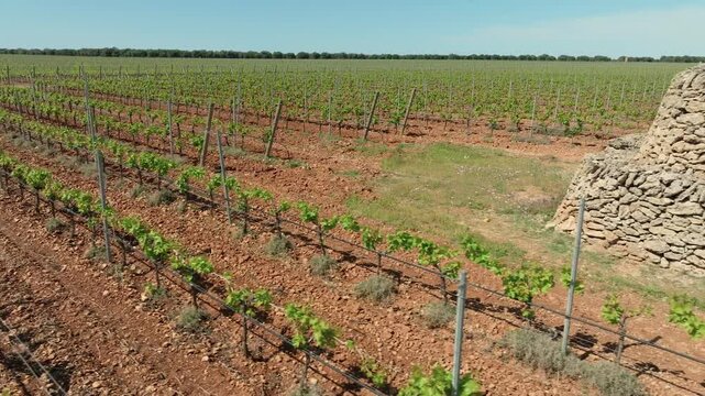 PANORAMIC SHOT OF A TRULLO IN THE FOREGROUND IN THE MIDDLE OF A FLOWERING VINEYARD