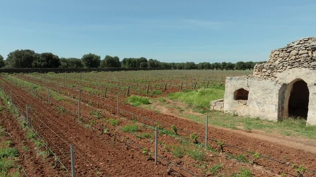 PANORAMIC SHOT OF A TRULLO IN THE FOREGROUND IN THE MIDDLE OF A VINEYARD IN FLOWERING WITH A PASSAGE OF A LARGE BIRD