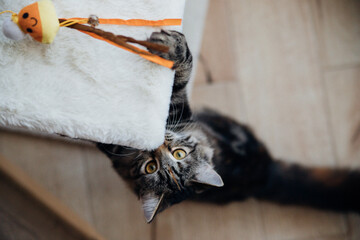 A young tabby kitty sits on the floor and looks up at the toy.