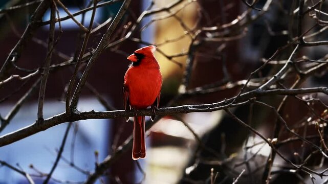 A male cardinal rests on a tree branch
