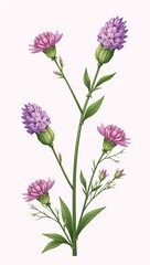 Obraz premium Heather flowers isolated against minimalist white background in cartoon-style illustration