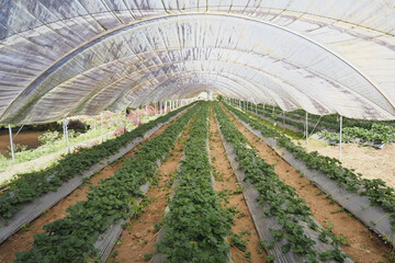Strawberry plants thrive iin greenhouse during daylight hours.