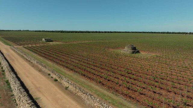 IT ORBITS AROUND A ROAD WITH A DRY WALL THAT COASTS A FLOWERING VINEYARD WITH 2 TRULLI