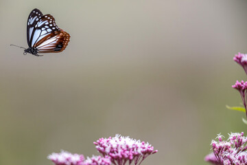 フジバカマの花畑を飛ぶアサギマダラ