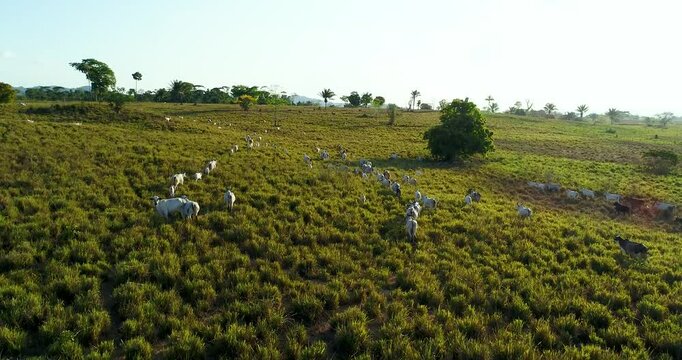 S&atilde;o Felix do Xingu, Cacancies, Nelore cattle running in the pasture, Par&aacute; Brazil