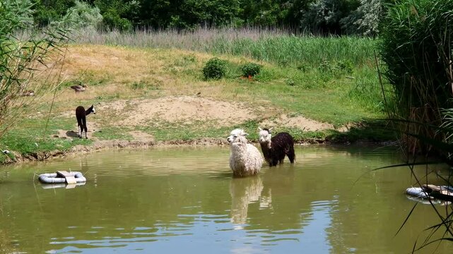 Alpacas are having bath in a pond, its scientific name is Vicugna pacos