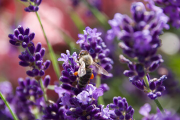 A close-up of a bee collecting nectar from vibrant purple lavender flowers, showcasing the beauty of pollination in nature.