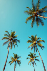 A Blue Sky With Palm Trees