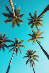 A Blue Sky With Palm Trees