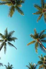 A Blue Sky With Palm Trees