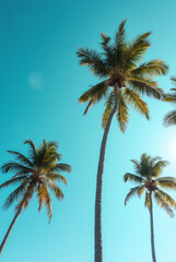 A Blue Sky With Palm Trees