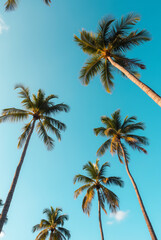 A Blue Sky With Palm Trees