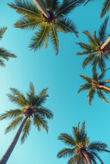 A Blue Sky With Palm Trees