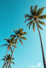 A Blue Sky With Palm Trees