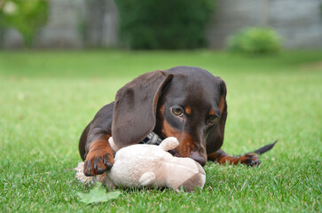 dachshund puppy lying on the grass