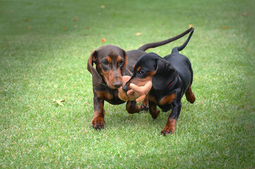 two dachshunds running on the grass