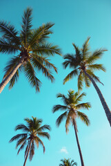 A Blue Sky With Palm Trees