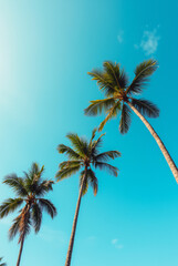 A Blue Sky With Palm Trees