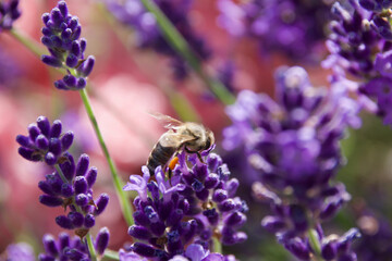A close-up of a bee collecting nectar from vibrant purple lavender flowers, showcasing the beauty...