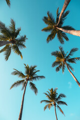 A Blue Sky With Palm Trees