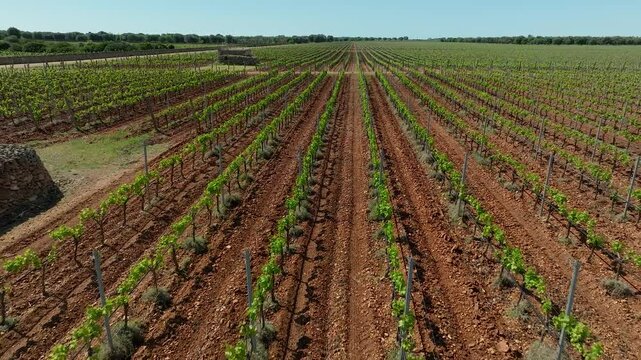 DRIVING BACK OVER A FLOWERING VINEYARD IN A COUNTRYSIDE LANDSCAPE AND DISCOVERING A TRULLO