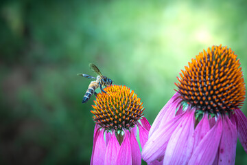 Apis dorsata, also known as the rock bee or giant honey bee looking for honey in purple coneflowers in a flower garden