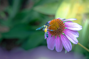 Apis dorsata, also known as the rock bee or giant honey bee looking for honey in purple coneflowers in a flower garden