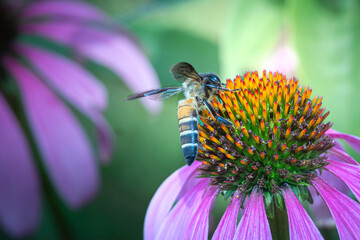 Apis dorsata, also known as the rock bee or giant honey bee looking for honey in purple coneflowers in a flower garden