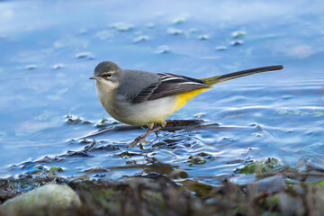 Grey Wagtail - Motacilla cinerea