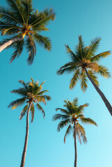 Obraz premium A Blue Sky With Palm Trees