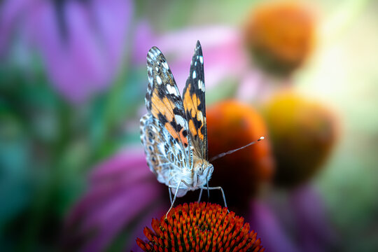 painted lady butterfly looking for honey in purple coneflowers in a flower garden - Powered by Adobe
