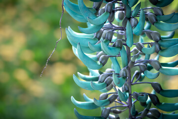 Strongylodon macrobotrys, commonly known as the jade vine, emerald vine, or turquoise jade vine which grows with good care in a flower garden