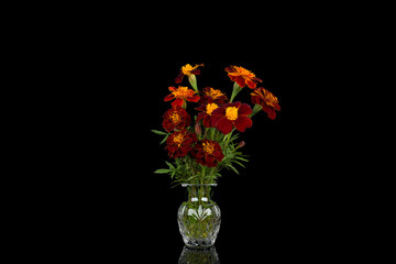 Beautiful pink cosmos flowers on background