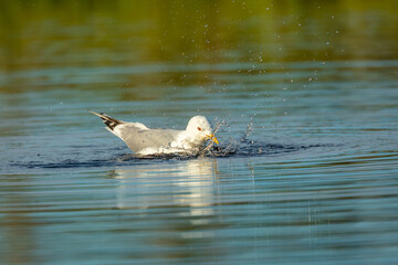 Fototapeta premium Common gull (Larus canus); adult washing itself in the water of a small lake, central Finland
