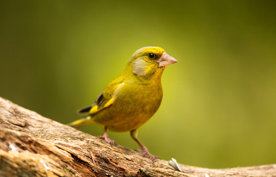 Greenfinch (Chloris chloris) perched on trunk of tree in boreal forest, Finland
