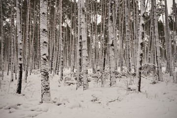 las,zima  © Marcin Łazarczyk