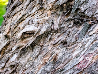 Close-up texture of lilac bark. Latin name Syringa. Old tree bark background.