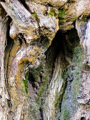Lilac bark texture. Latin name Syringa. Old tree bark background.