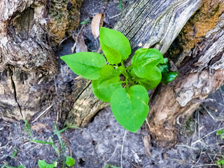 Lilac bark texture. Latin name Syringa. Old tree bark background. Green leaf on the trunk.