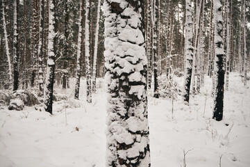drzewo,zima  © Marcin Łazarczyk