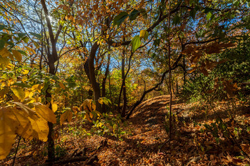 Arboles en el parque central